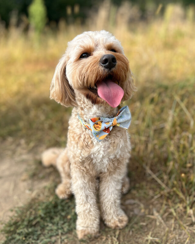 piesek typu maltipoo w muszce moondog