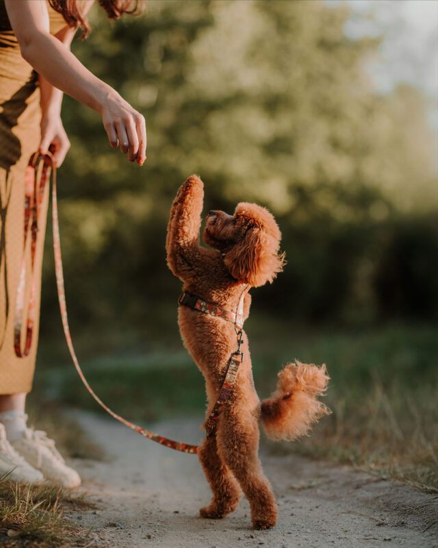 piesek pudel w komplecie spacerowym złożonym ze smyczy i szelek guard