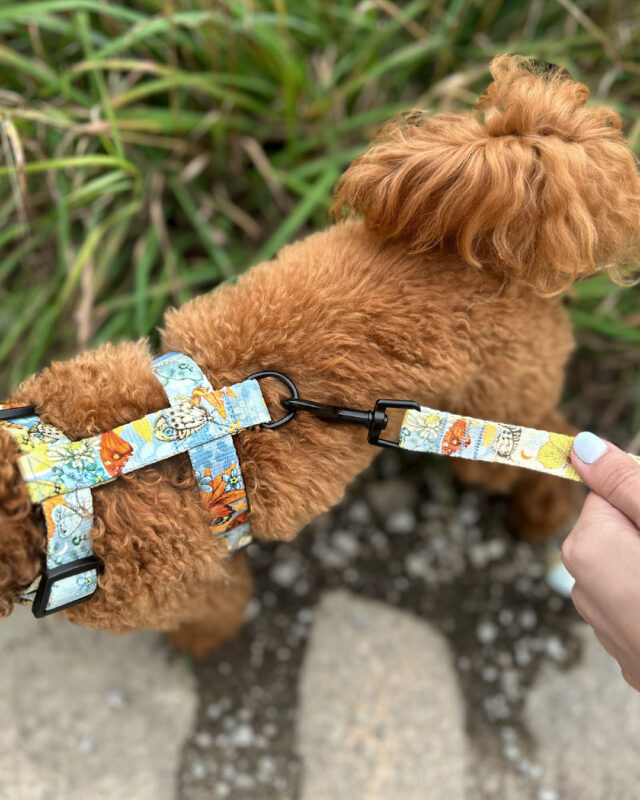 roślinne motywy na szelkach i smyczy