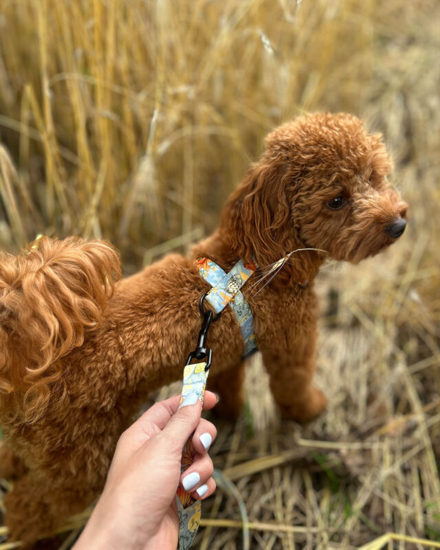 zestaw sunday moondog