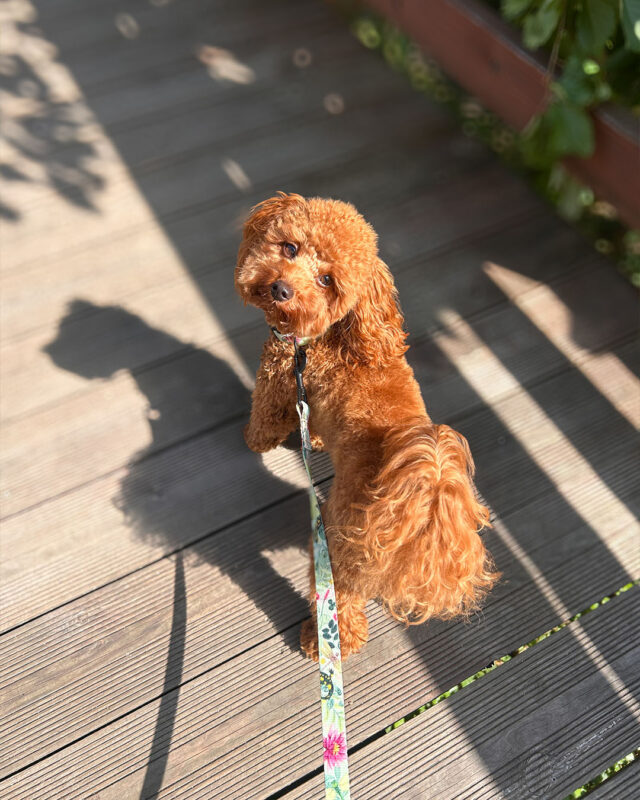 pies model na spacerze ze smyczą miejską