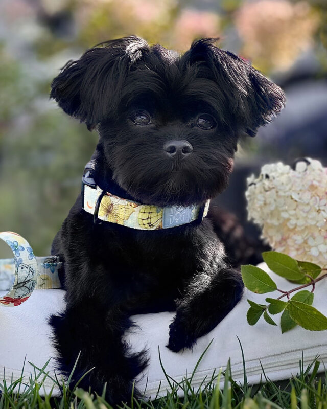 mały piesek słodki w żółtej obróżce