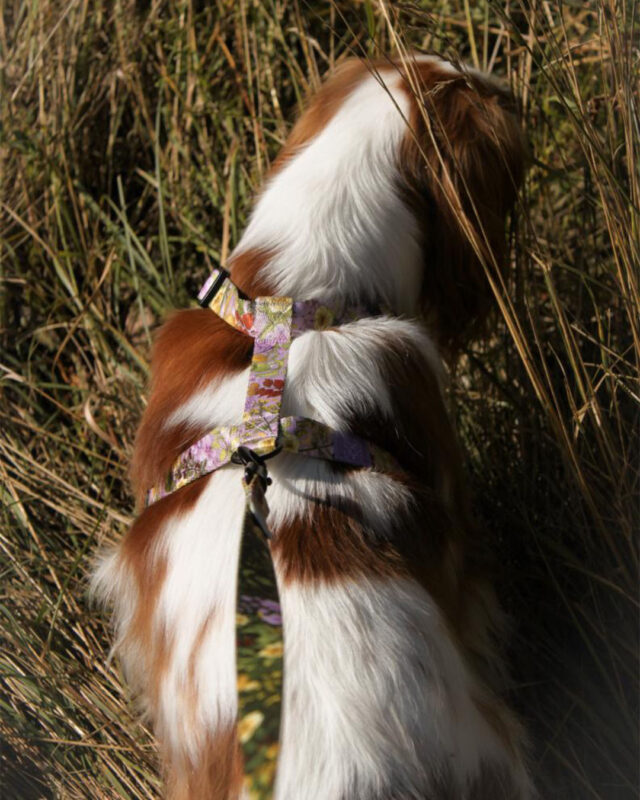 cavalier w fioletowych szelkach moondog september