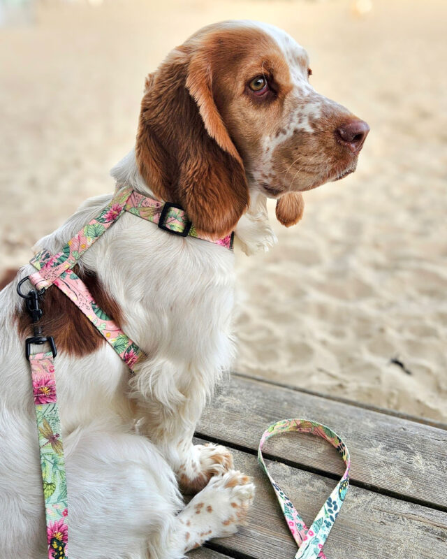 spaniel w różowych szelkach lakeside marki moondog
