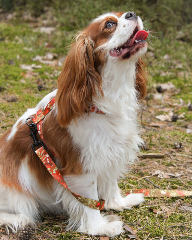 piesek z jesiennym kompletem spacerowym