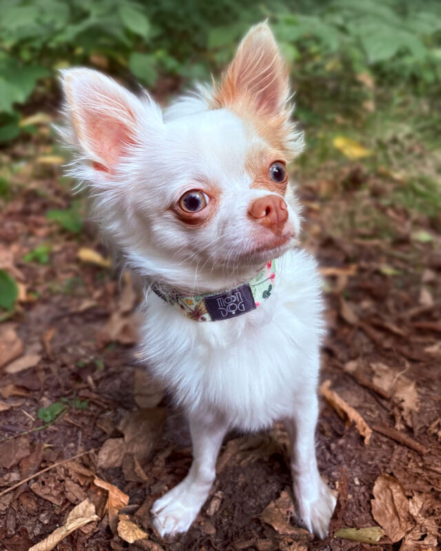 piesek Chihuahua w obroży klasycznej z klamrą
