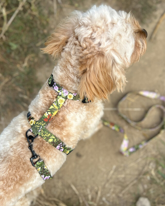 Maltipoo w zielonych szelkach guard w kwiaty