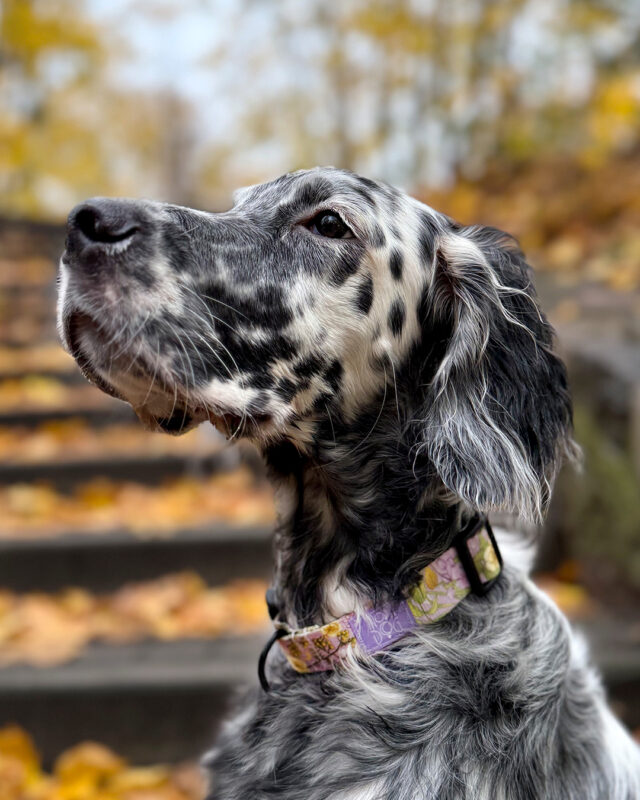seter w obroży september moondog