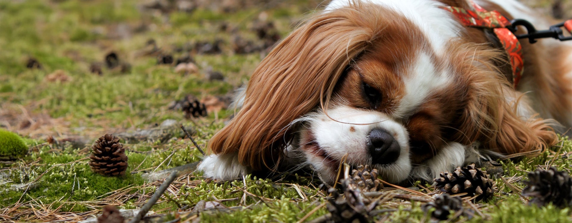 Pies rasy king charles spaniel cavalier w szelkach guard moondog