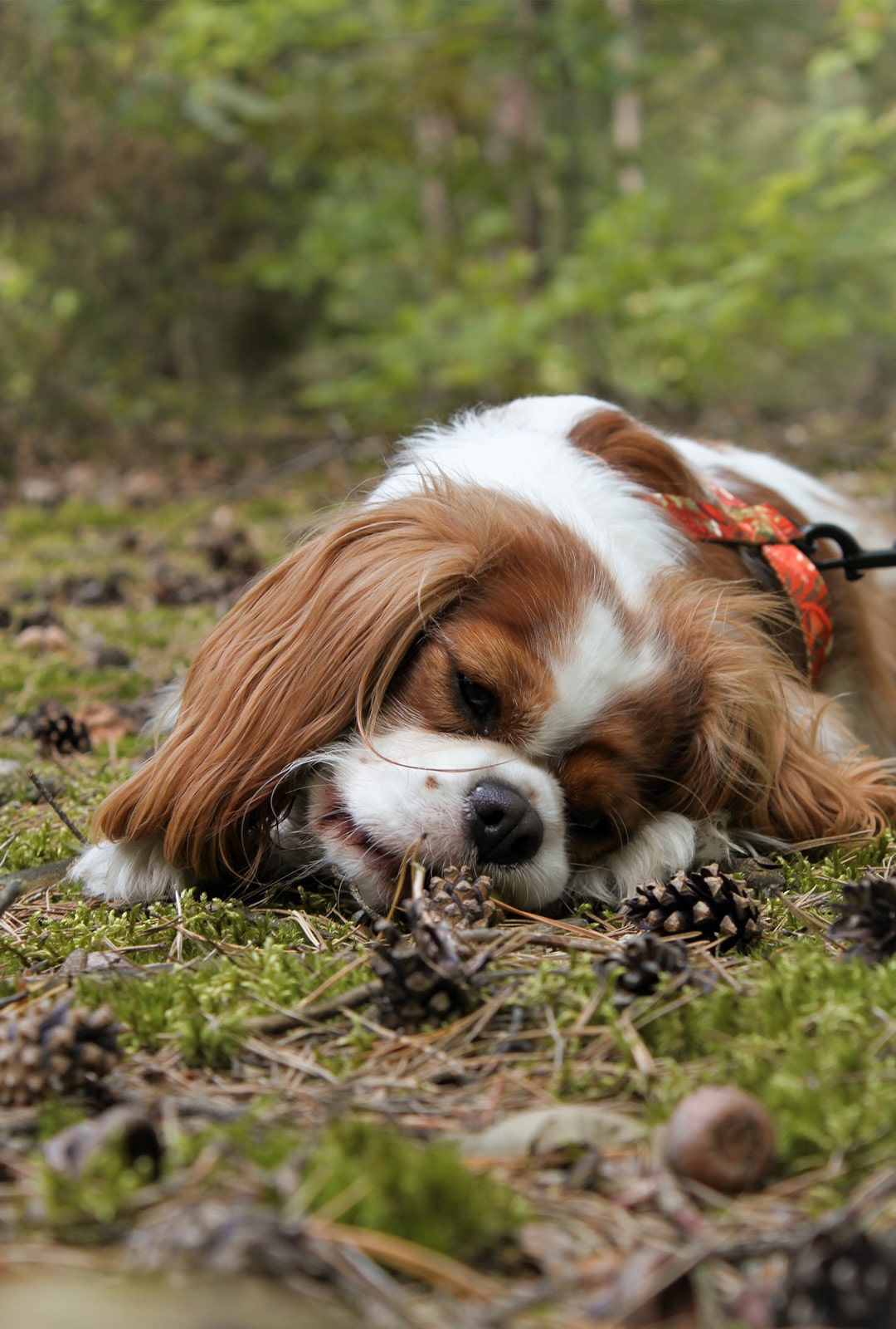 Pies rasy king charles spaniel cavalier w szelkach guard moondog