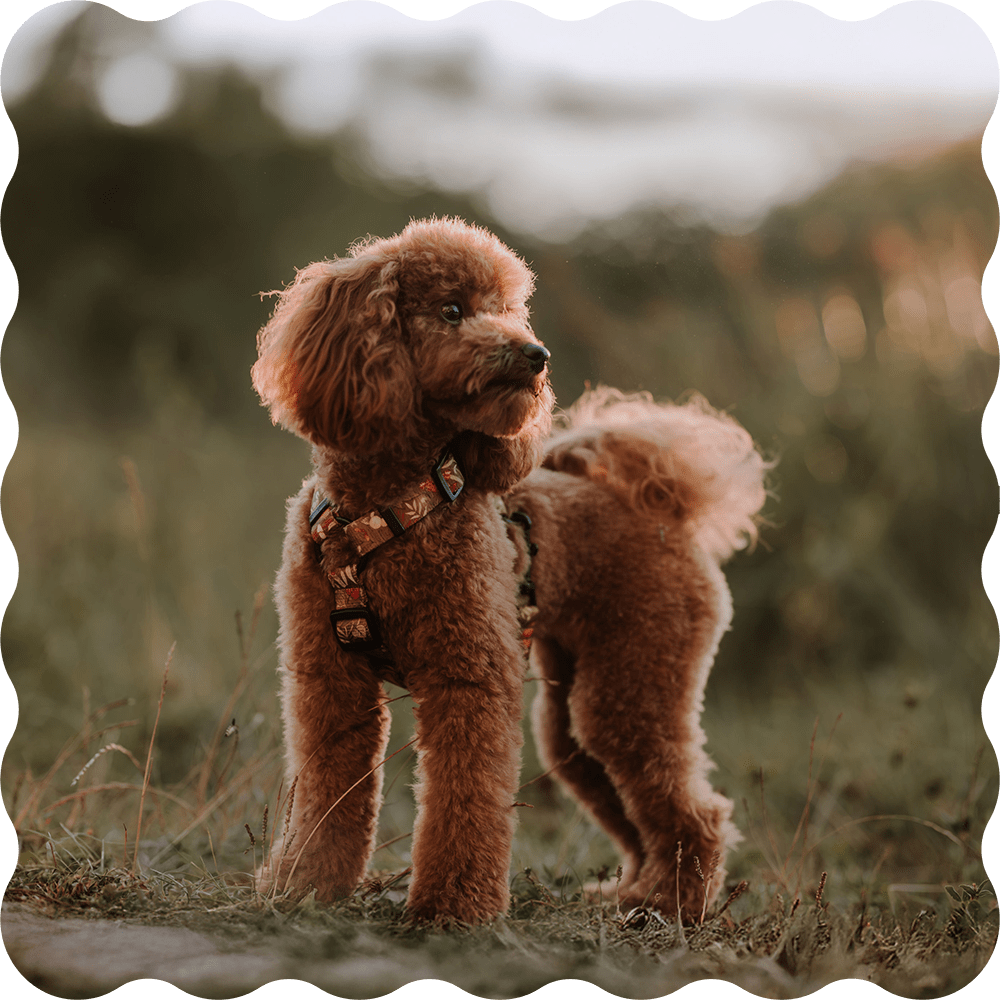 pudel w jesiennym zestawie spacerowym, szelkach guard moondog