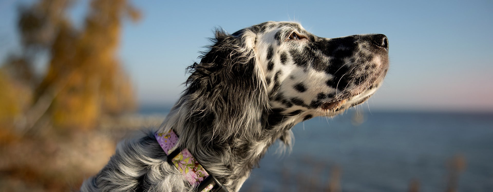Seter w fioletowej obroży w kwiaty