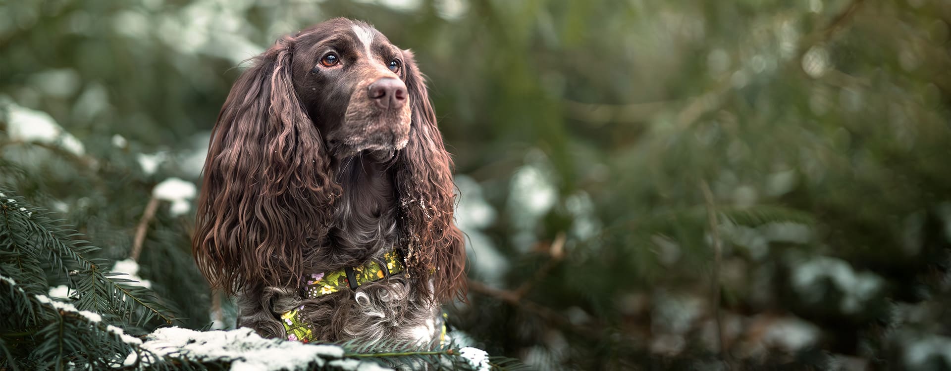 Spaniel w szelkach guard w kwiaty