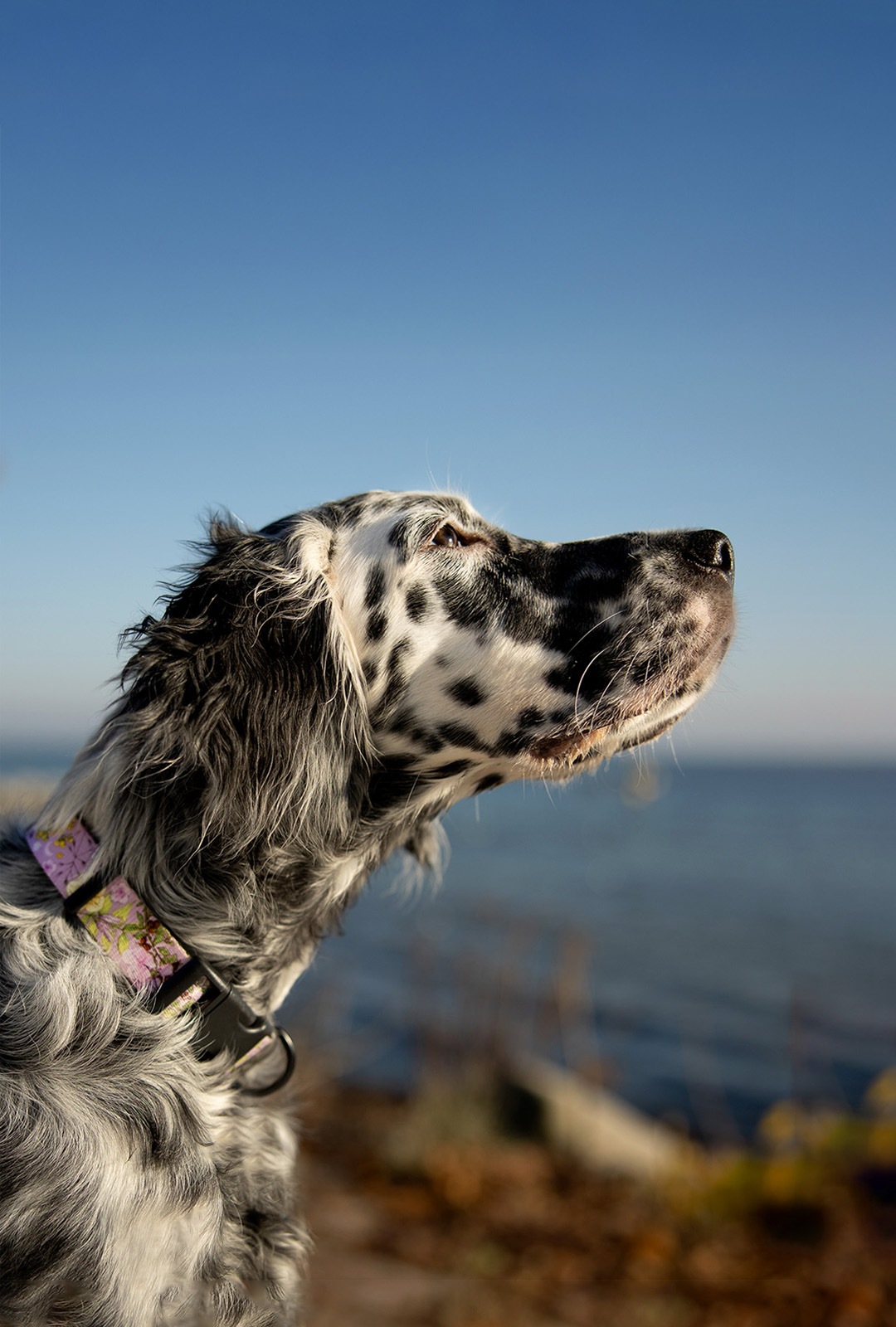 Seter w fioletowej obroży w kwiaty