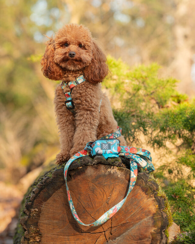 zestaw dla psa w róże