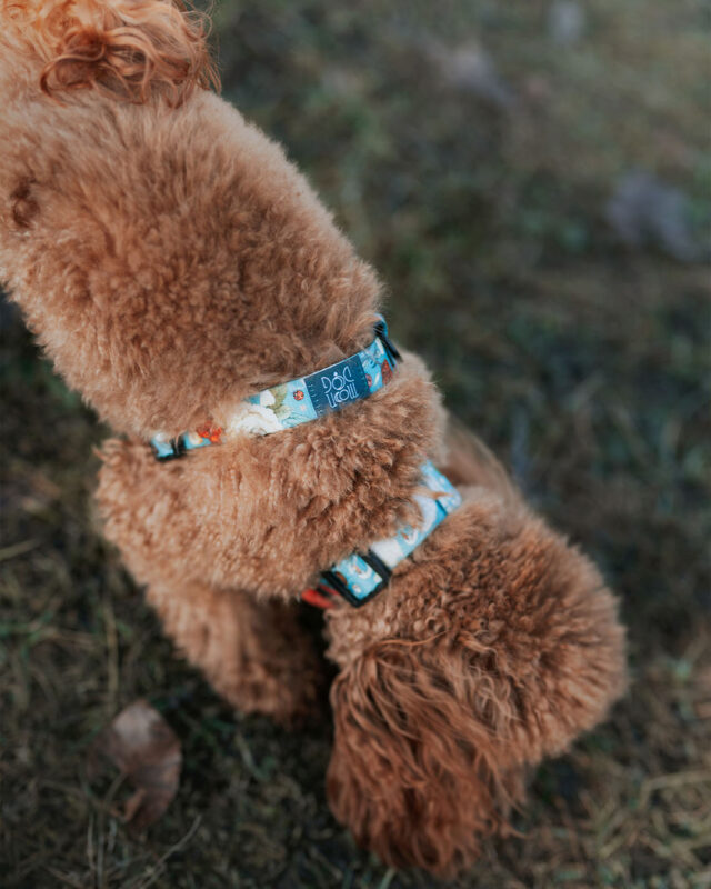 poodle blue harness