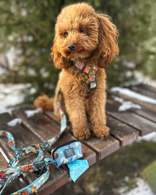 pudelek w niebieskim zestawie spacerowym