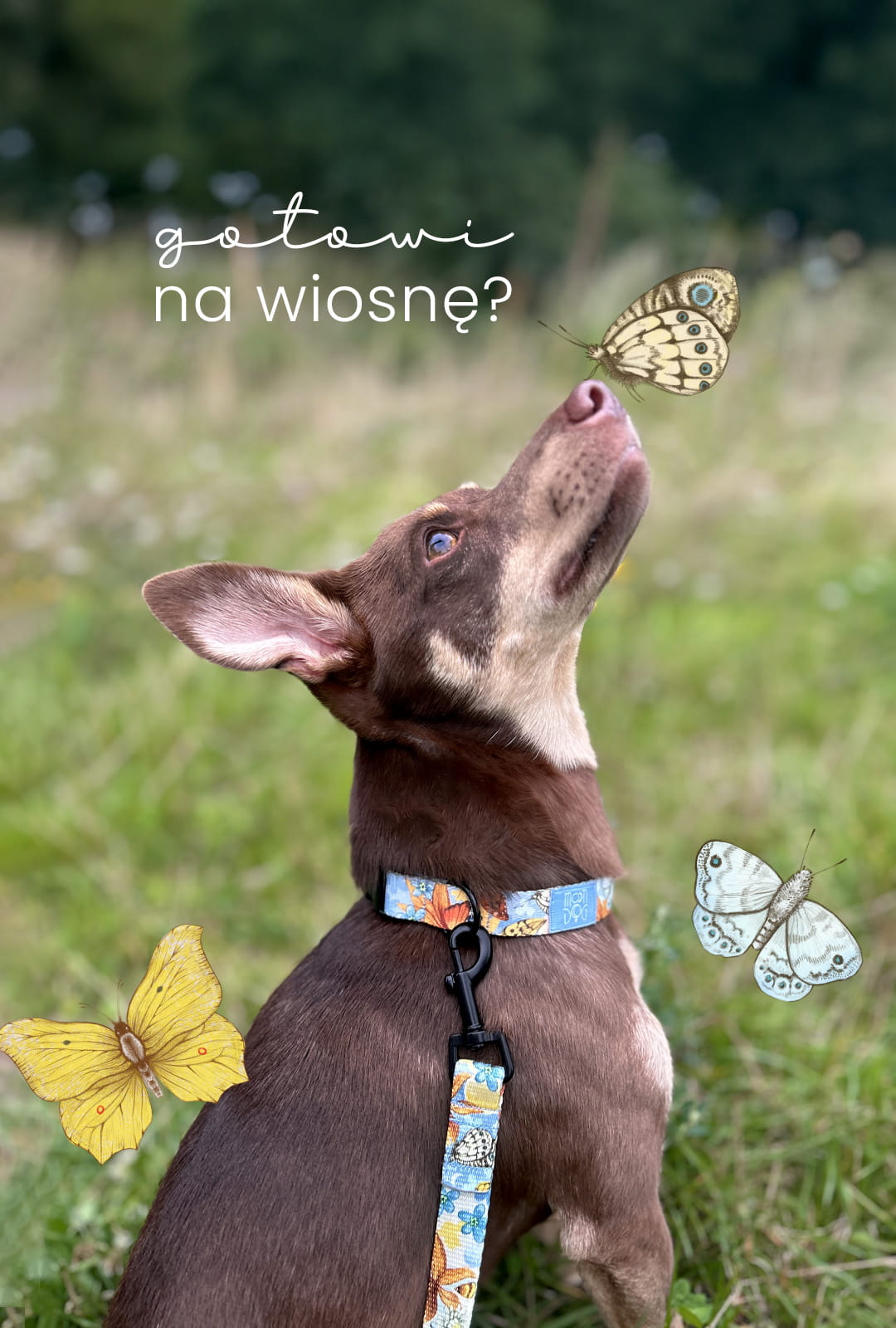 baner piesek w komplecie akcesoriów spacerowych