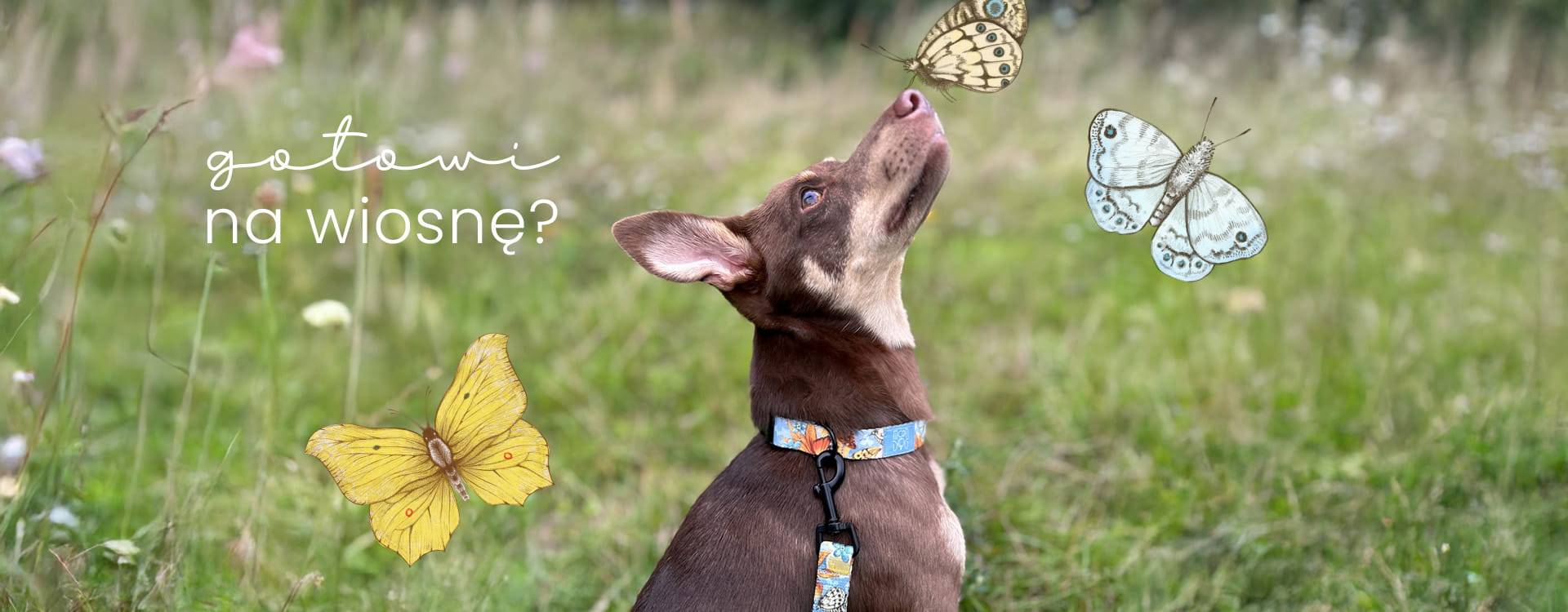 baner piesek w komplecie akcesoriów spacerowych