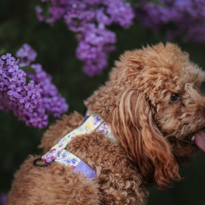 Zestaw Smycz miejska 2 m + Szelki Guard FLOWERBED BUTTERCUP - obrazek 3