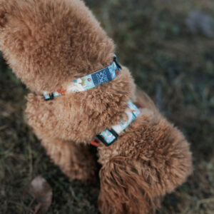 Szelki bezuciskowe dla psa SNOWDROP TURQUOISE - obrazek 8