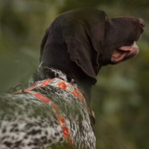 Szelki Guard BERRIES CORAL - obrazek 6